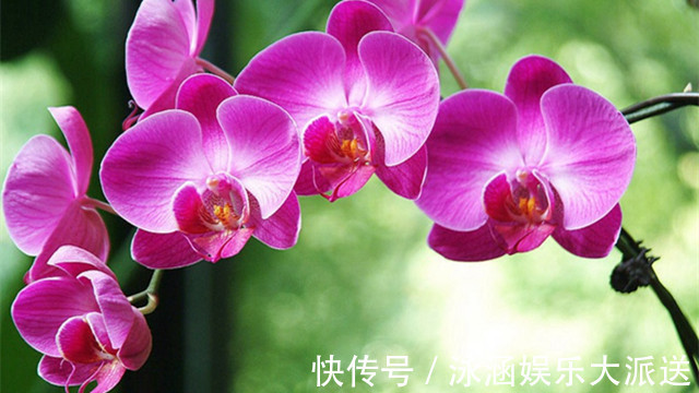 爱情|此花就像是高飞的蝴蝶,是一种高贵的花,是代表了爱情的花