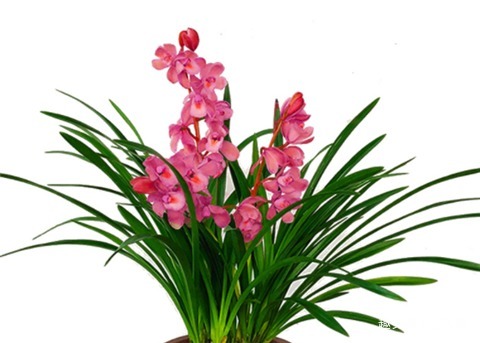 养好兰花,学会1招,苗壮花蕾多,养一盆爆一盆