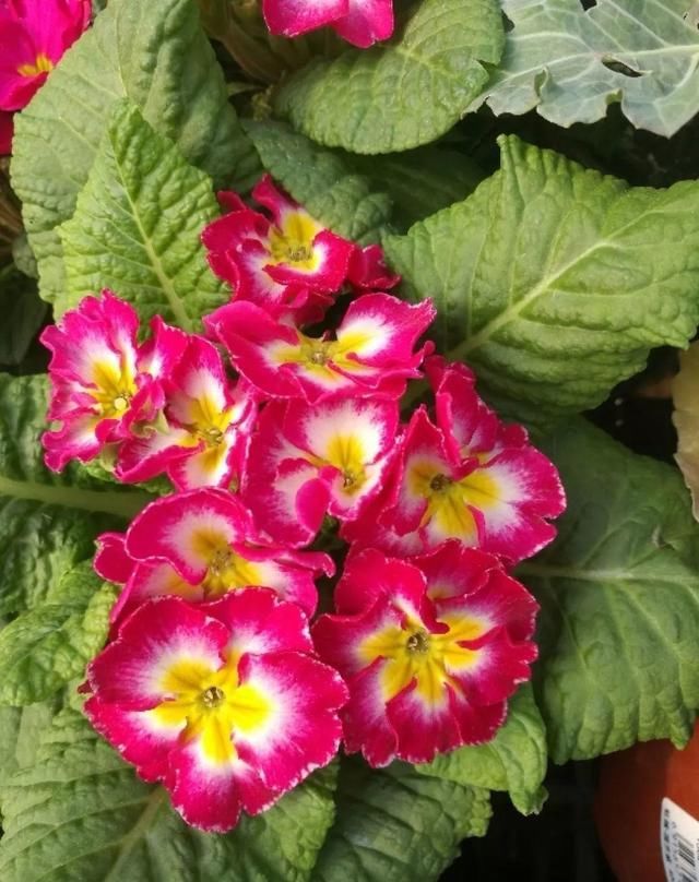 10种过年养的花，花市找不到，谁见了都稀罕