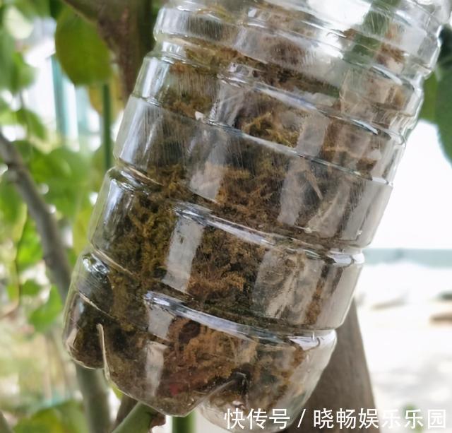 月季扦插新方法，找个饮料瓶，30天长满根，移栽一棵活一棵