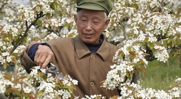 这种果树的花经常被丢掉，不知道它的功效，其实比果实还贵