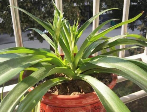 叶片|不懂养花方法就养4种花,只管浇水,松松长到爆盆