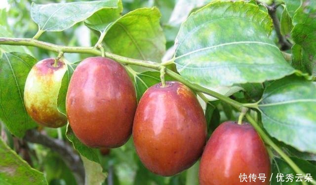 这里有庭院里最喜欢的果树,树大遮阳还能结果,吃得真开心