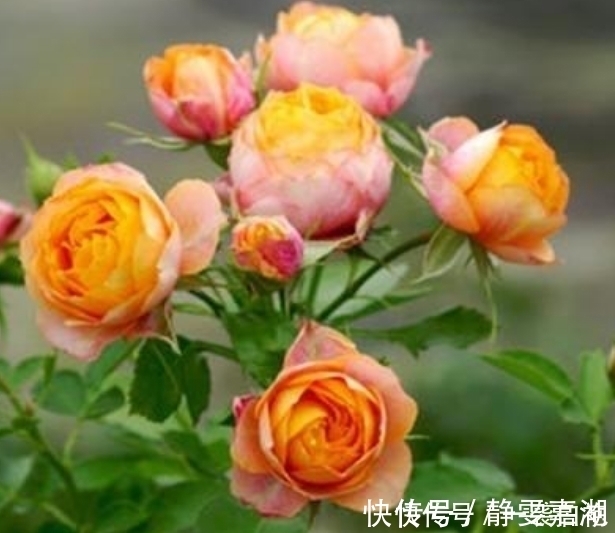 打理|4种花,容易打理易开花,花期长花朵多,家里变花海!