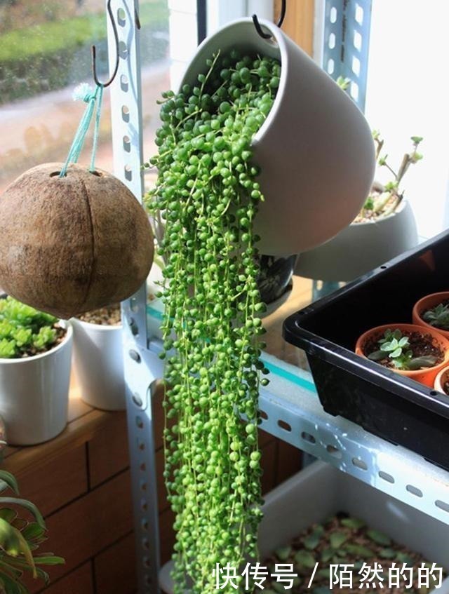 白菊|它们被誉为多肉界“四君子”，花友不容错过的品种，见到记得收藏！