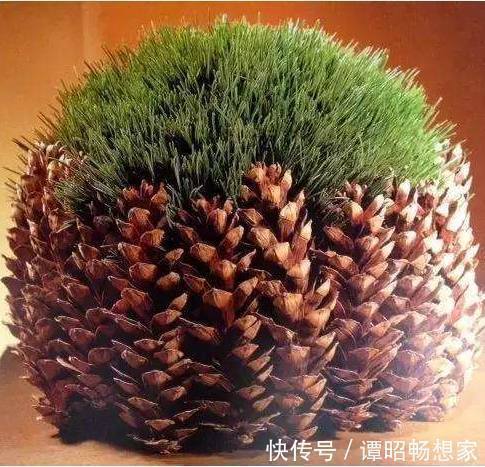 公公捡了个小松塔随手扔进花盆,没曾想现在竟长得这么美