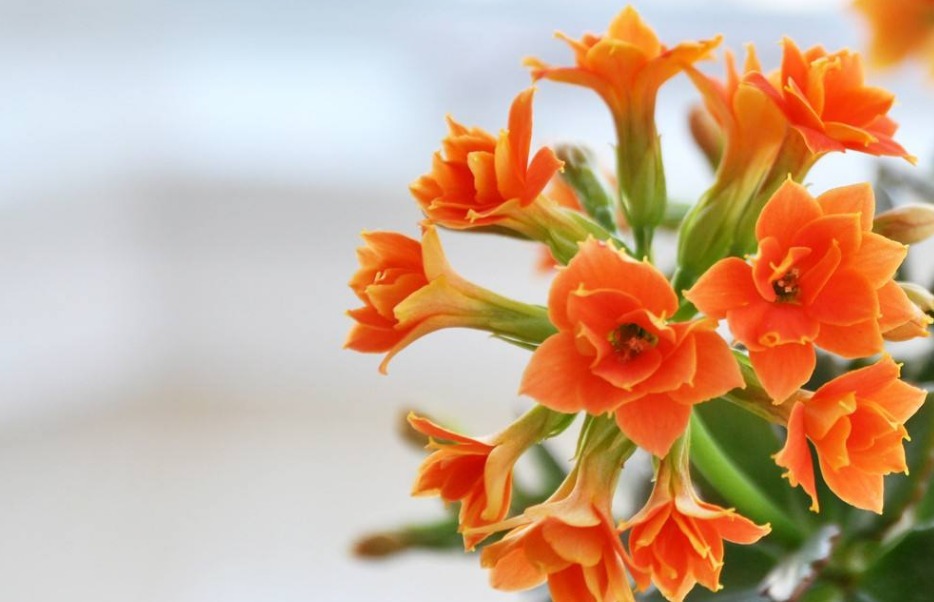 长寿花不长苞,改正这“3点”,开花次次爆盆,变成“大花球”