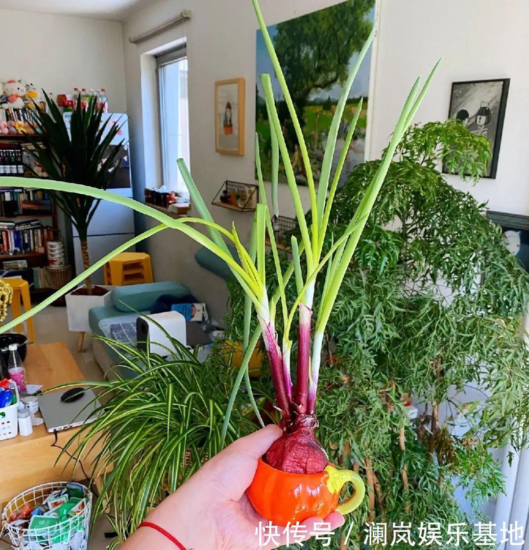 3个月后才回家,家里的花疯了,墙缝、房顶都爬满!