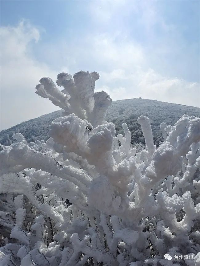 美景|天台大雷山雾凇美景玉树琼枝晶莹剔透令人神往！