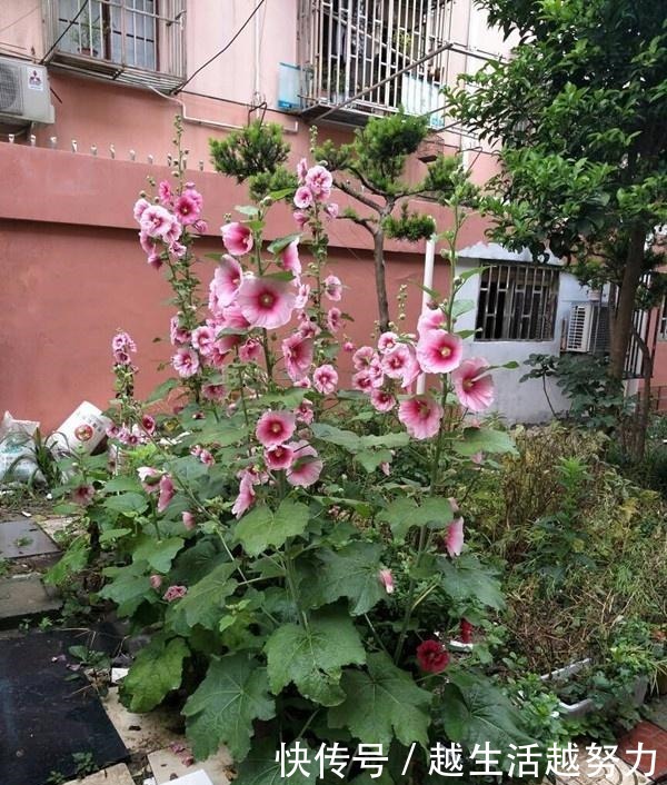 中国产的世界名花,花大色艳,美丽无比,还可盆栽观赏,深受喜爱!