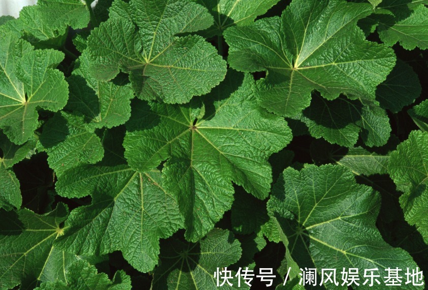 疏风|1片桑叶9味良药!老中医教你桑叶妙用,9大功效受用一生!