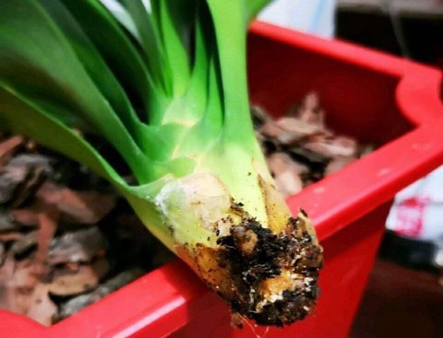 过期的“小药片”磨成粉养花,比生根剂、多菌灵“效果”还要好