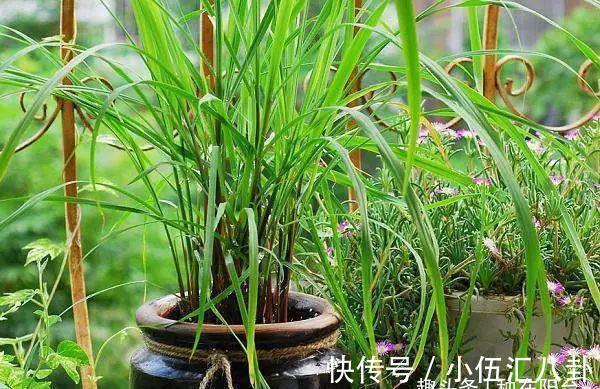 植株|盆栽“法宝”：收获前是“驱虫剂”，收获后可香料、可茶饮！