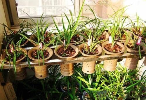 兰花|养兰花,“掐准”此4点,植株更长寿、年年开花