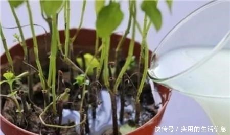 植物|这2种“垃圾”别扔了,用它们来浇花,盆栽都快长疯了!