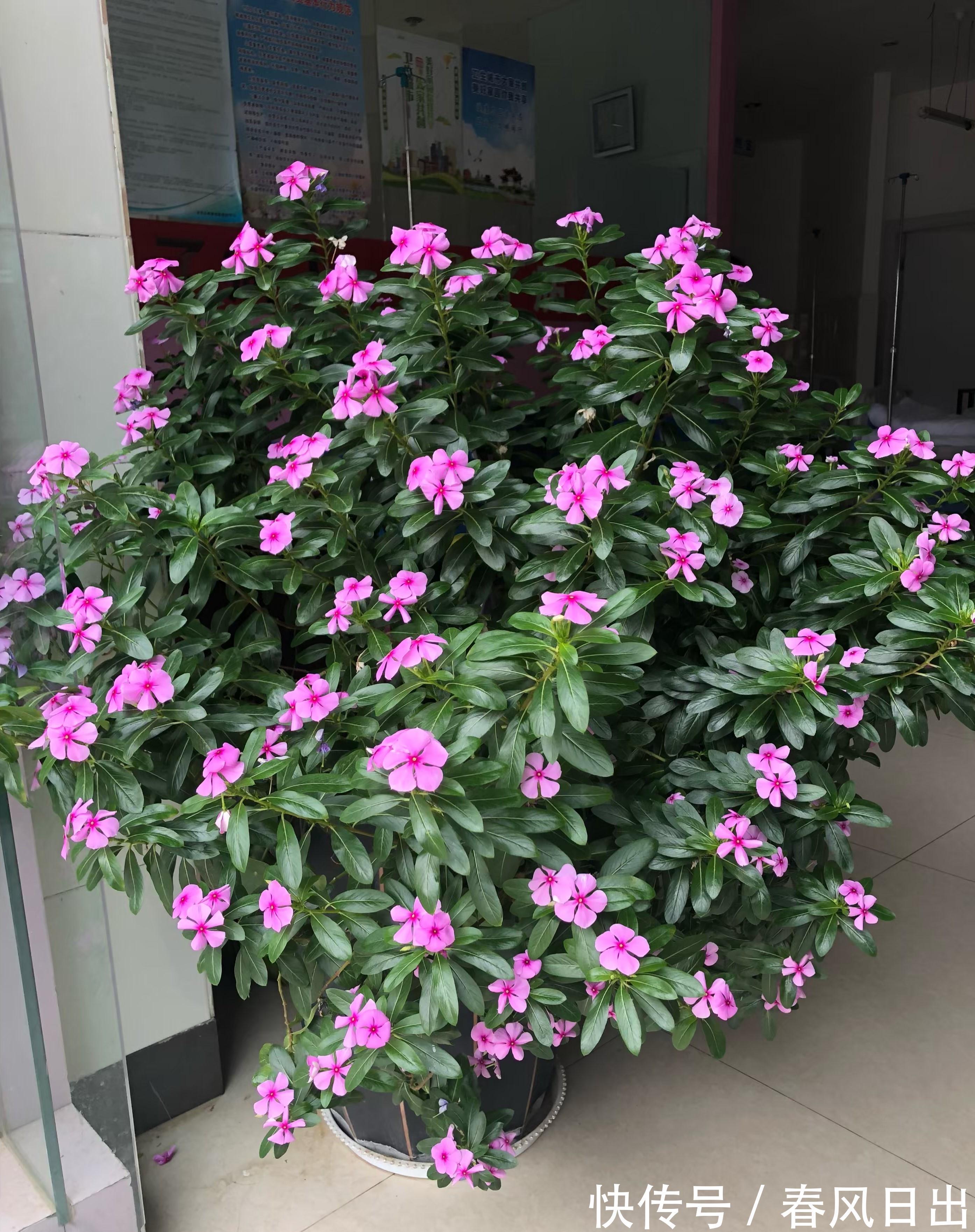 4种“省心花”，漂亮又好养，一年养一盆，四季都开花