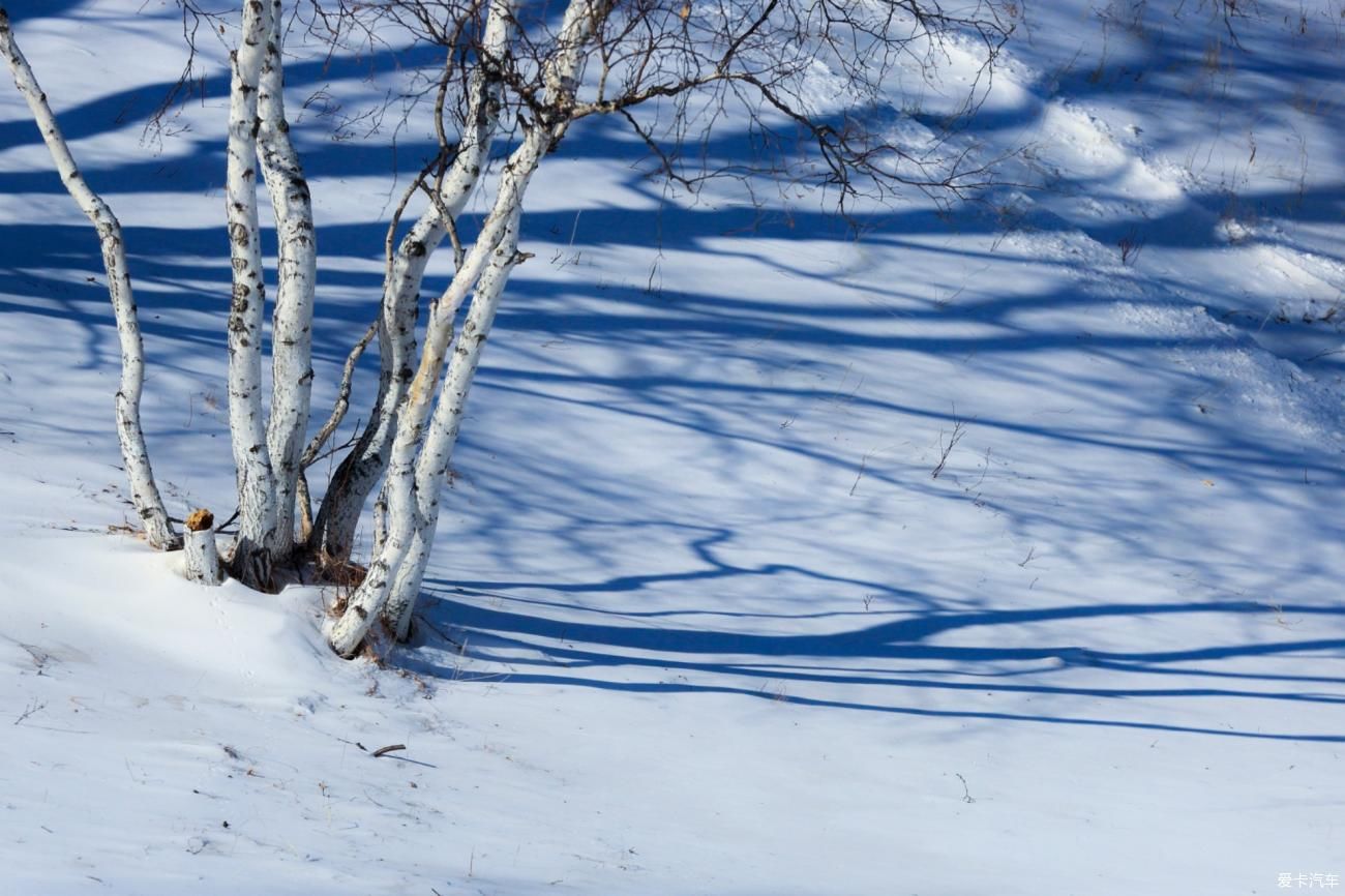 童话世界|【爱卡踏青季】穿行于乌兰布统洁白的童话世界②白桦林间