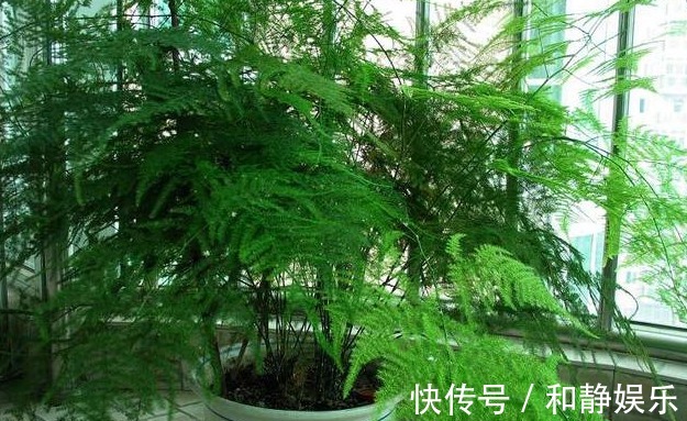 虎皮兰|以下7种常养花施肥大全,告诫花友们一定不要在瞎施肥啦