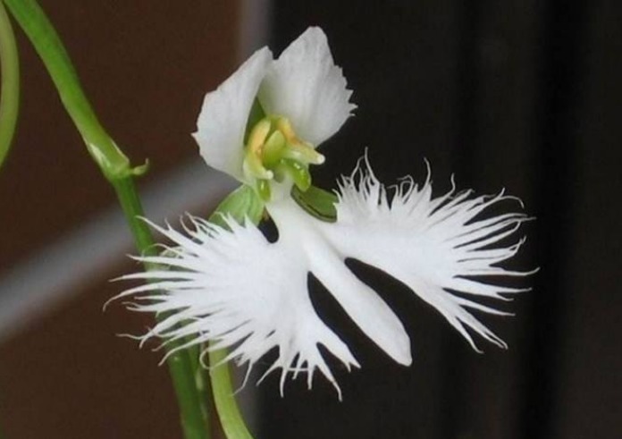 此花花形奇异，洁白的花色，宛如翩然欲飞的白鹭，寓意为神秘信念