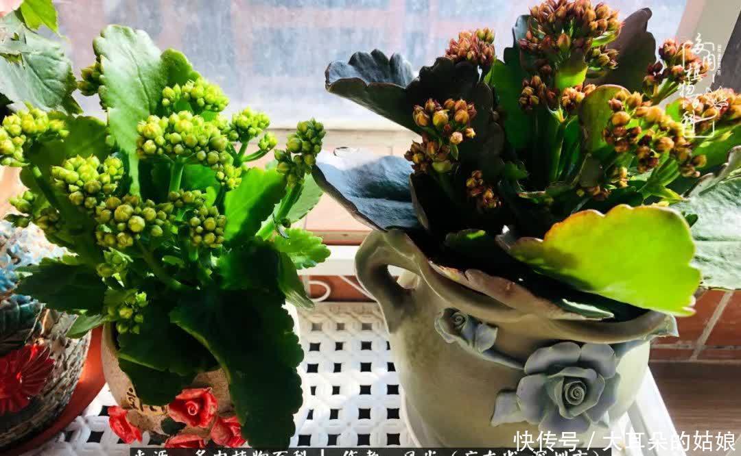 春风化雨,润物无声,爱上多肉,欲罢不能!