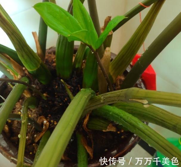 金钱树不会浇水的,赶紧瞧过来哦,分享详细教程