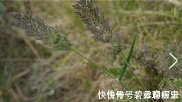 良药|农村常见的野草,牛都不吃,是老中医用来治疗“关节痛”的良药