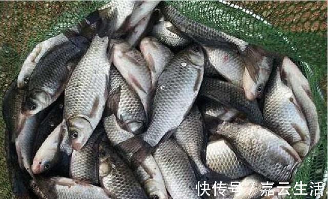 人情世故|野钓鱼获成了不花钱的“饲料”,炫耀资本,钓获不放流是人情世故