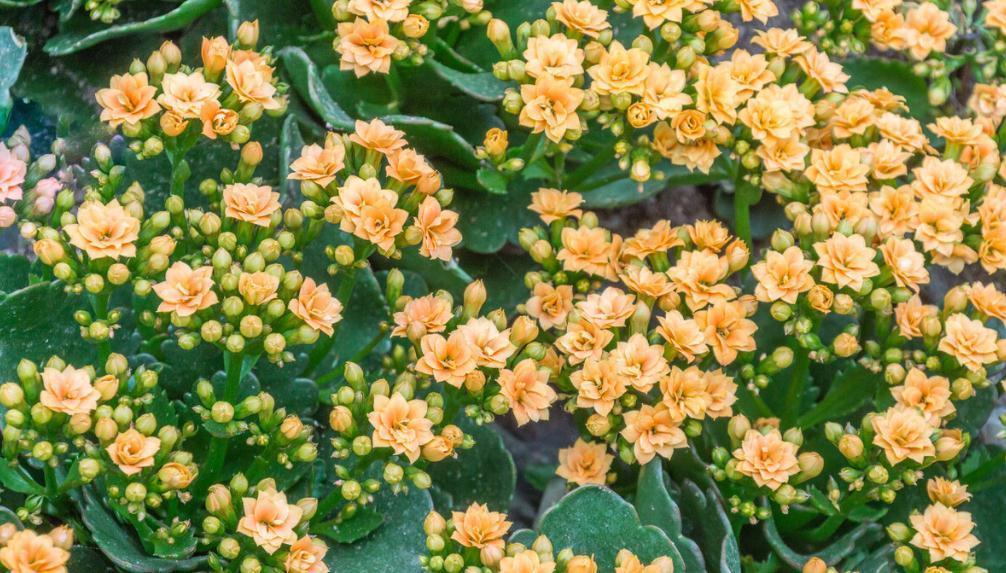 盐碱|长寿花好看却养不好,对照这“7点”,来看看问题出在哪