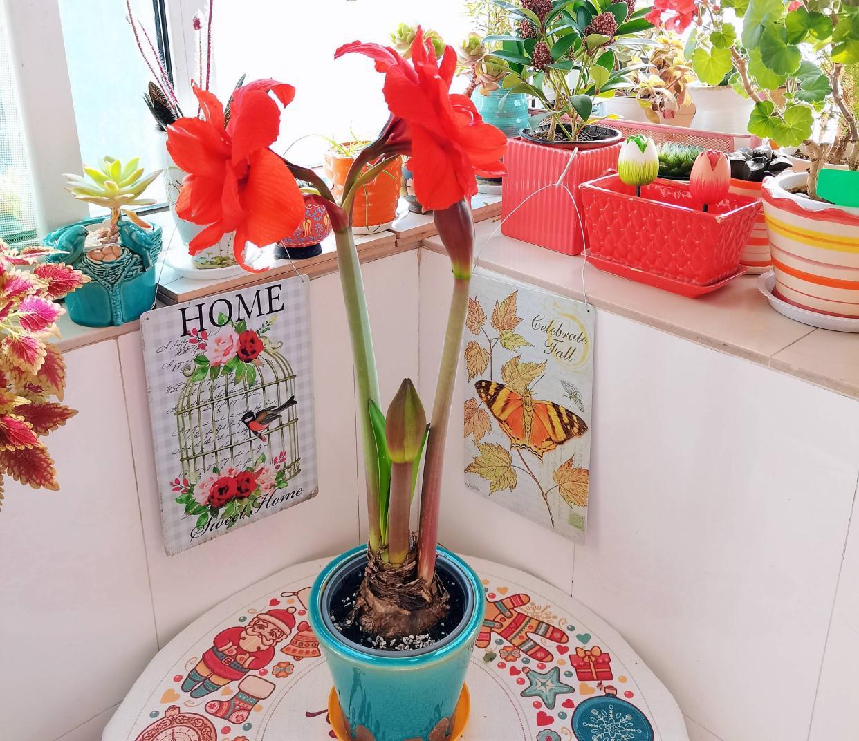 秋季|栽种朱顶红,简单3步,开出大花、颜值很高、惊艳无比