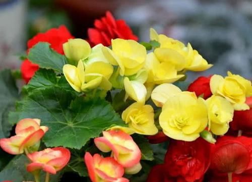 这款植物全年开花，花色艳丽花量大，花型圆滚奇特