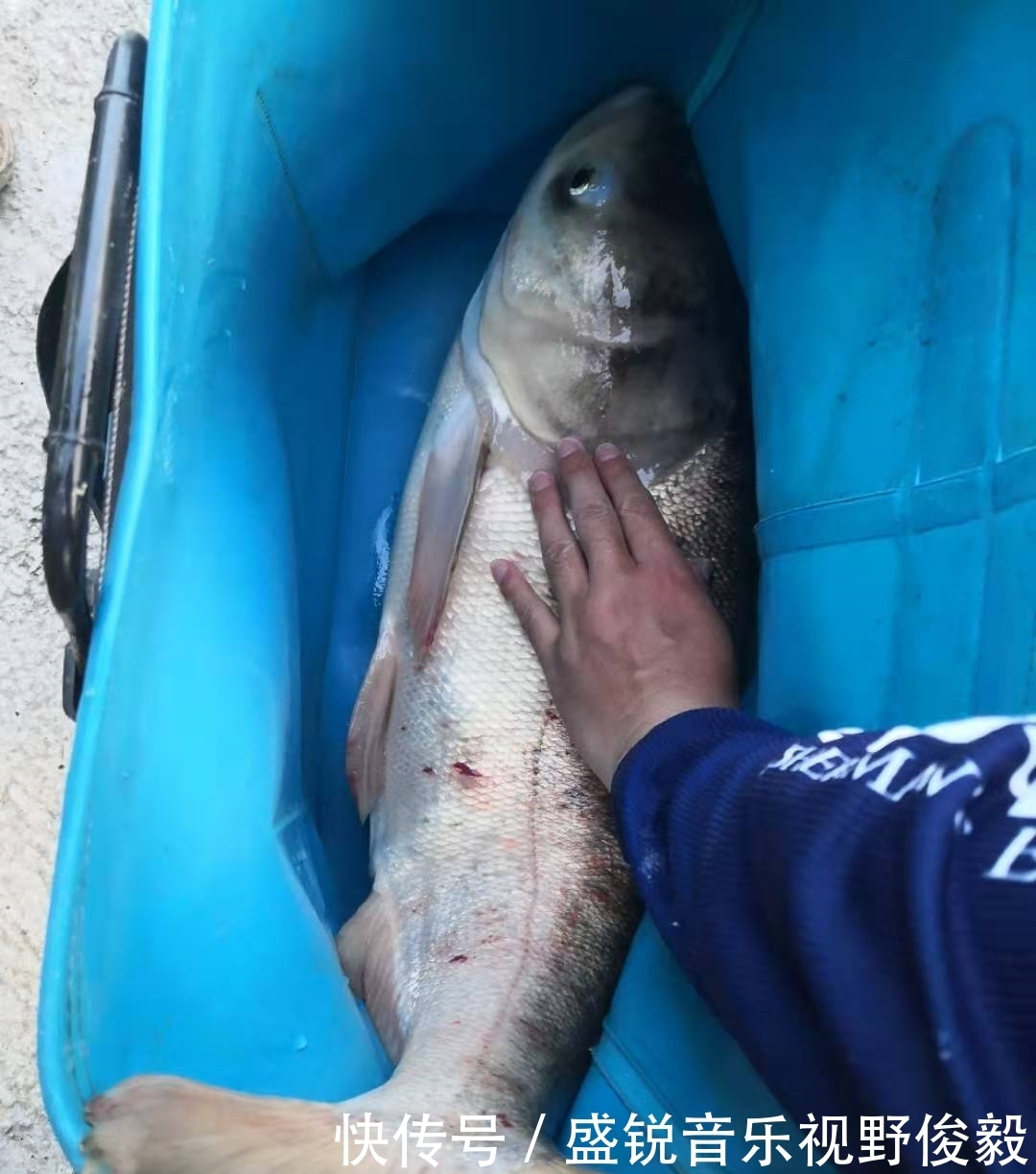 钓友|夏季手竿钓鲢鳙攻略,个头大遛鱼刺激,新手都可掌握