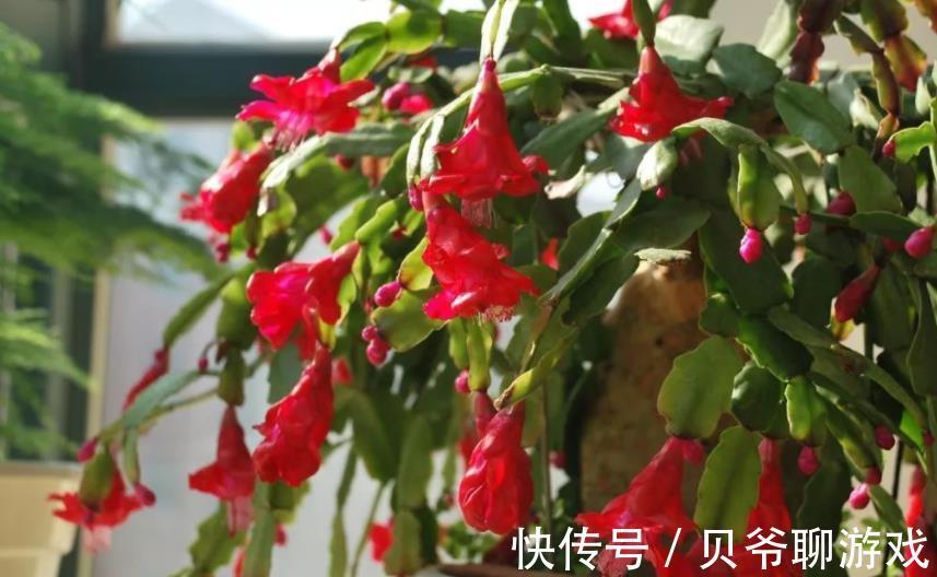 植株|11月养蟹爪兰，花盆里掺点“小东西”，叶片坚挺如钢，能开花不断