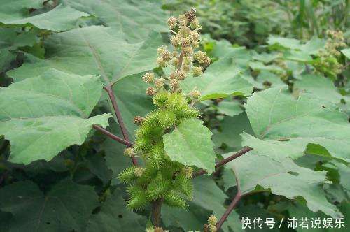 农村路边最常见的“野草”,是天赐民间治鼻炎的良方,你认识吗