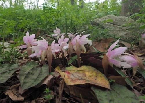 去野外挖植物当盆栽养？4种植物濒危，挖一株少一株