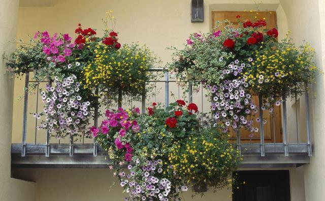 小事|养花种草乐趣多,不要着眼于花卉的状态,做好几件小事就非常有趣