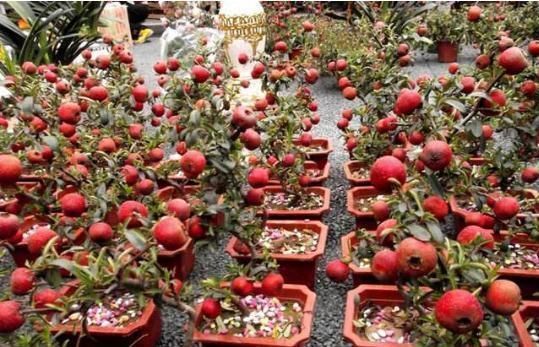 养花不如种水果,阳台栽两盆“健康果”,年底果子爆满盆