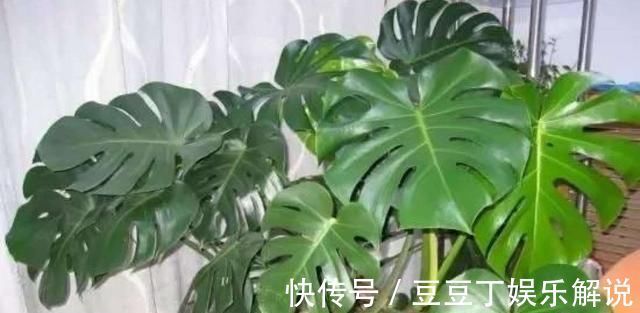 养护|空气干燥、蚊虫多、异味大家里养这“4种花”,什么烦恼都没了