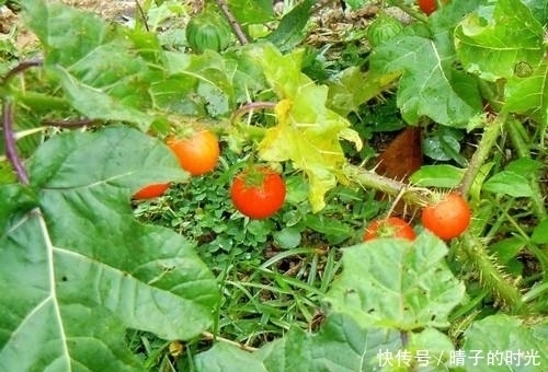 牙痛|入秋后不容错过此野果,能活血散瘀,止咳平喘,治牙痛,你认识吗