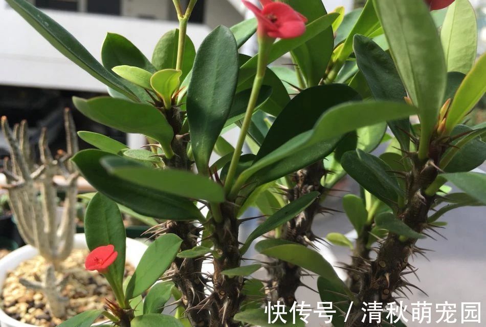 蝴蝶|怎么让虎刺梅一年四季开花?家庭盆栽掌握住3点,满树花形如蝴蝶