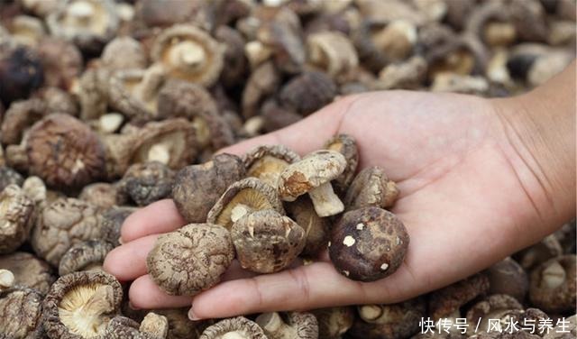 买香菇,挑大的还是小的牢记“3买3不买”,谁也不敢忽悠你!