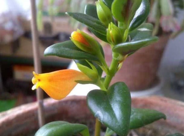 金鱼吊兰不开花用这种办法，猛爆“小金鱼”！