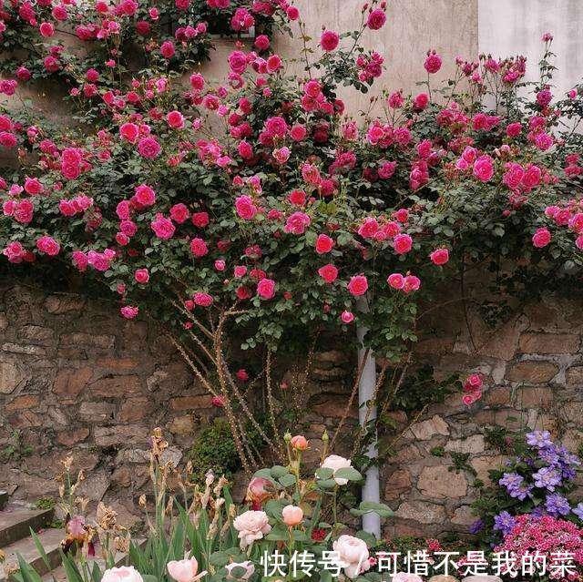 我心目中最值得栽种的10种藤本月季,每一种都很优秀,你喜欢吗