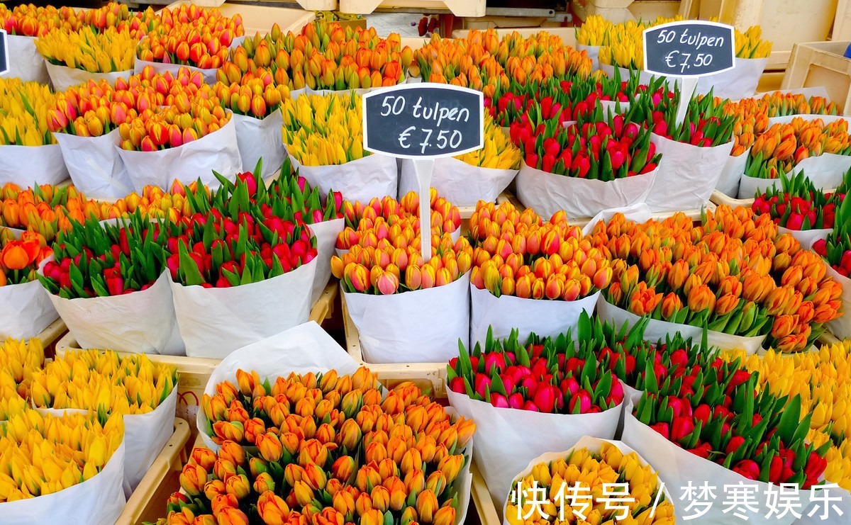 花市买回来的花,会出现各种不适,教你4招,轻松适应新家