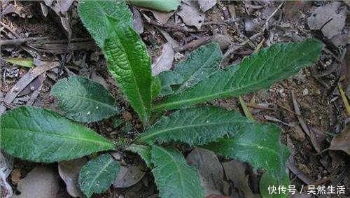 植物|此物俗稱“土人參”,屬極品中藥,農村到處是,卻少有人識,可惜