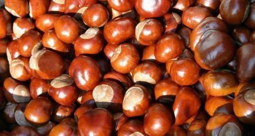栗子|栗子和此物一起煮,腰不酸了,腿不软了,不想每天疲惫可以试试
