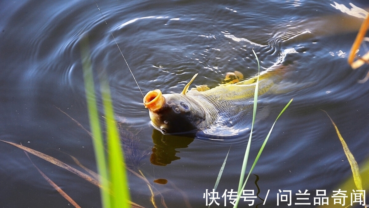 这几天野钓，为何鱼不吃饵料光吃蚯蚓？