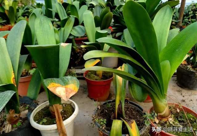 花盆|君子兰一直长不好,跟“换盆”有关系,很多人都做错了