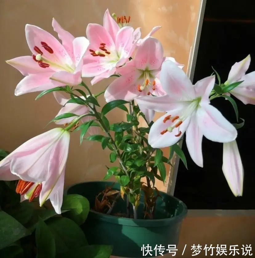 常见的四种“聚财”花,好养又漂亮,你更喜欢哪一种呢?