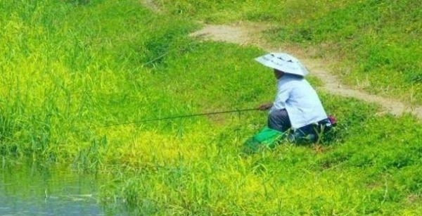 涨知识了!这四种水草里才有鱼可钓,而且钓法不同,真后悔刚知道