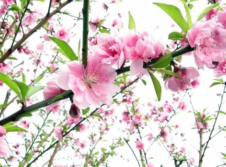 期待|观赏花先要认识一下梅花樱花桃花杏花梨花李花，傻傻分不清？